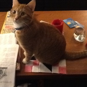 shoestrings of ribbon, first block from class 006