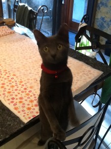 Cassie's nightie, damn trellis, firepit poker 005