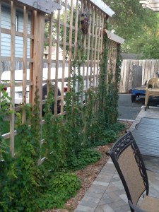 Bailey, tuckpointing, trellis, tape dispenser 002